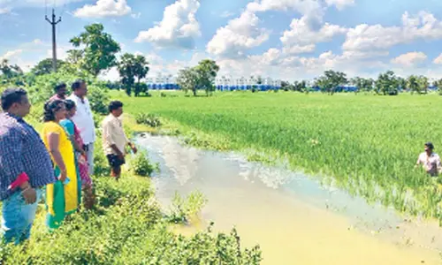Agriculture officials inspecting damaged paddy crops at Achampet village on Wednesday