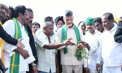 TDP chief N Chandrababu Naidu visiting cotton and chilli fields affected by recent heavy rains at Tubadu village in Chilakaluripet constituency.