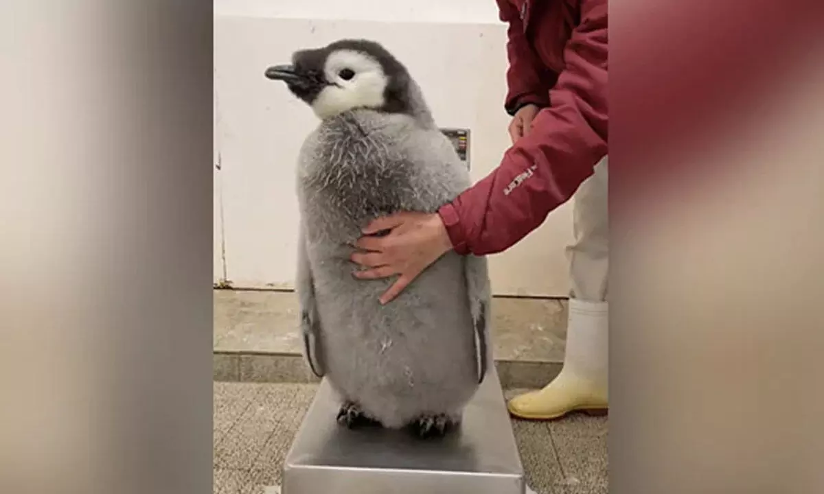 Watch The Trending Video Of The Struggle To Weigh A Baby Penguin