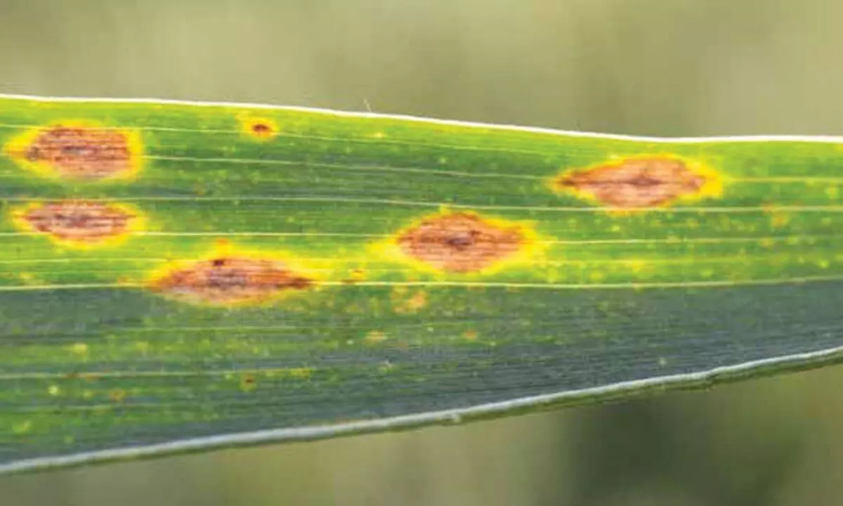 Yellow leaf diseases: Centre to take proactive step