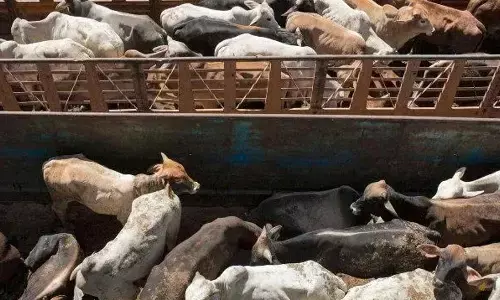 Yogi government sets record in lumpy virus vaccinations