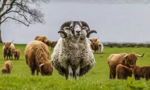 Grazing animals play key role in long-term soil carbon stability: Study