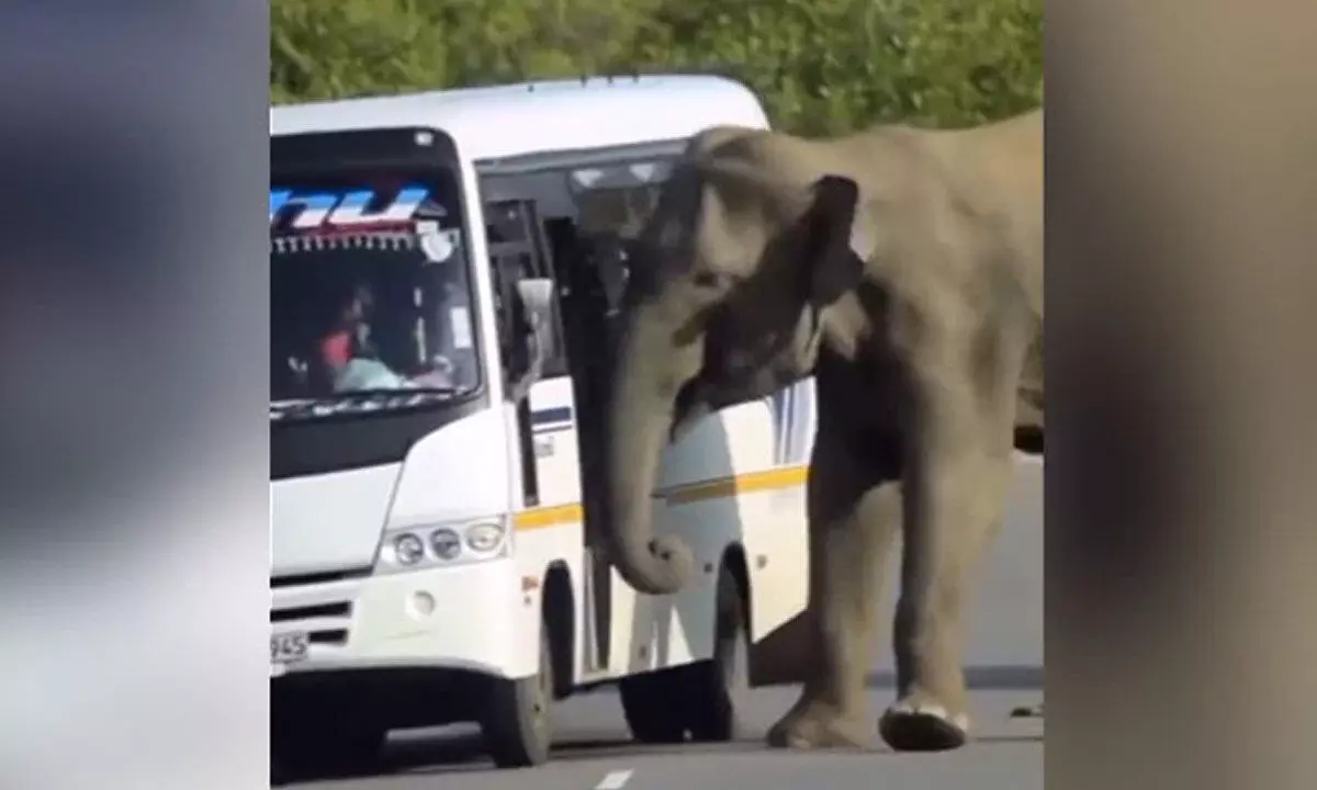 Watch The Trending Video Of A Wild Elephant Trying To Board A Bus
