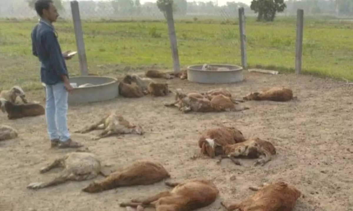 Sheep die after administering overdose of deworming solution at Nayini Palle village in Kolimigundla mandal.