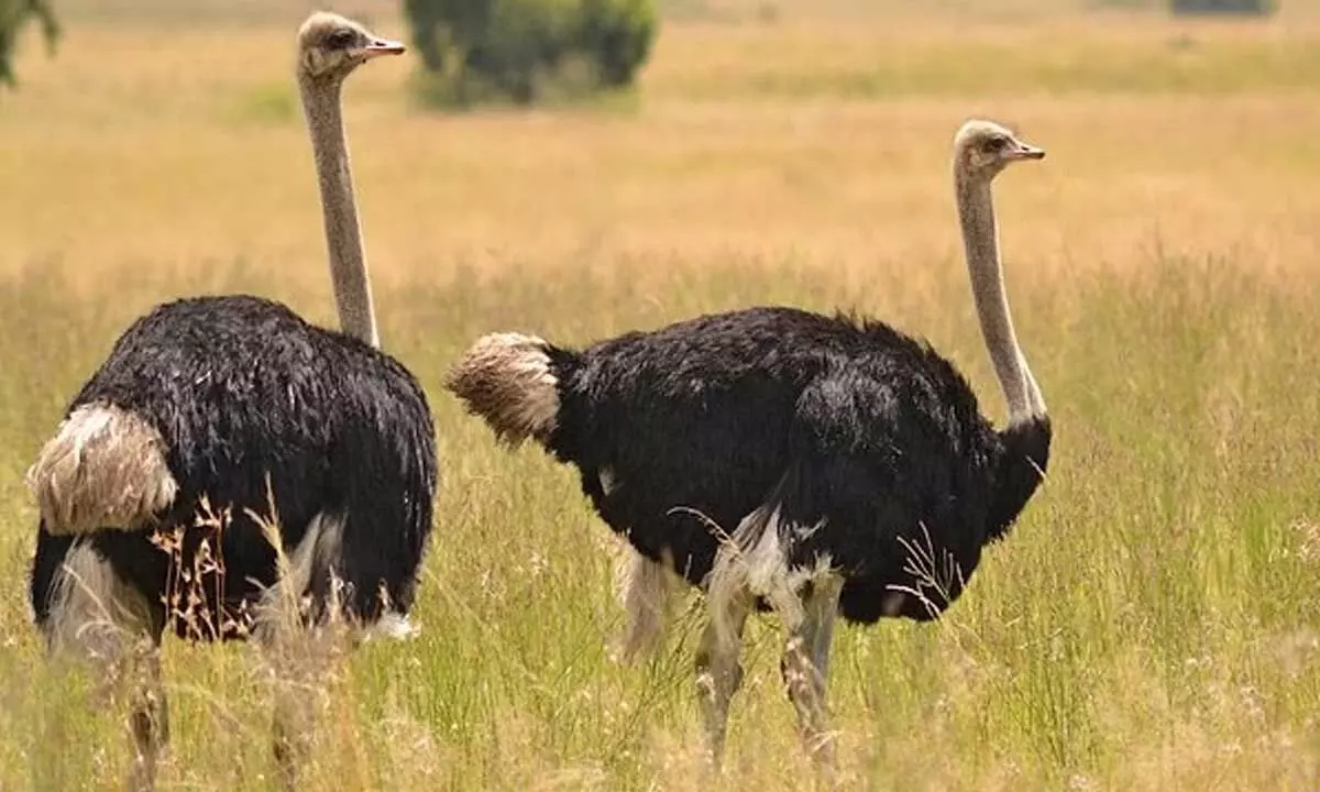 Researchers Find Out How  Male And Female Ostriches Select Their Groups