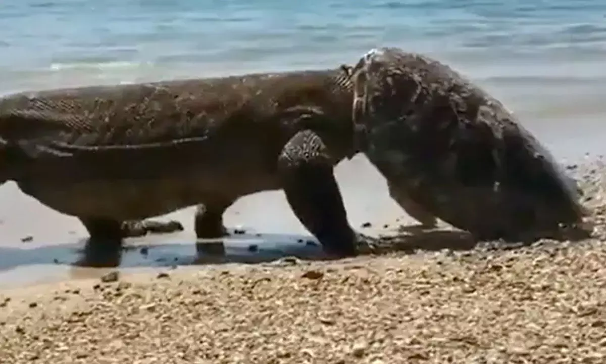 Watch The Trending Video Of Komodo Dragon Eating A Turtle