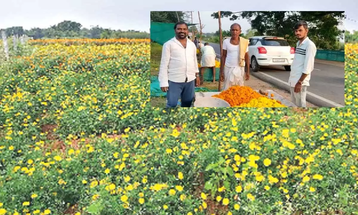 Mahbubnagar: Blooming marigold farming yields good returns to farmers