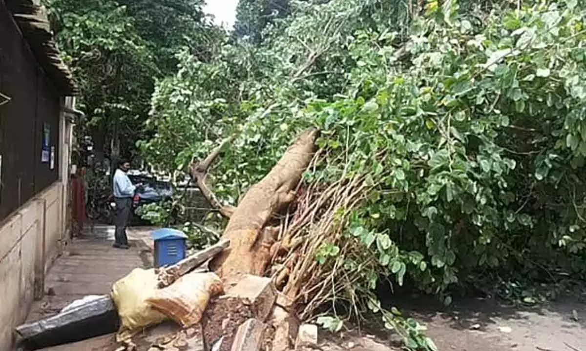 1,671 trees felled by BBMP in four years