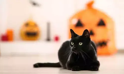 National Black Cat Day