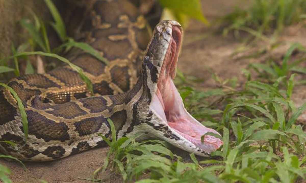 A 54-Year-Old Woman Is Completely Swallowed Alive By A 22-Foot Python ...