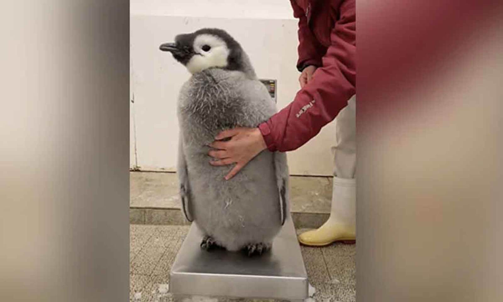Watch The Trending Video Showing Struggle To Weigh The Baby Penguin
