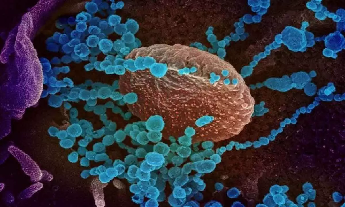 The unusual ways of how viruses & parasites spread