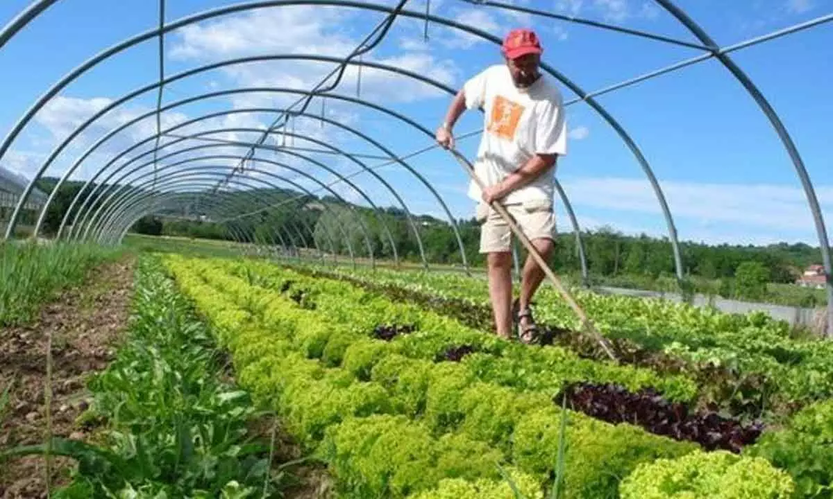 The right way to adapt to organic farming