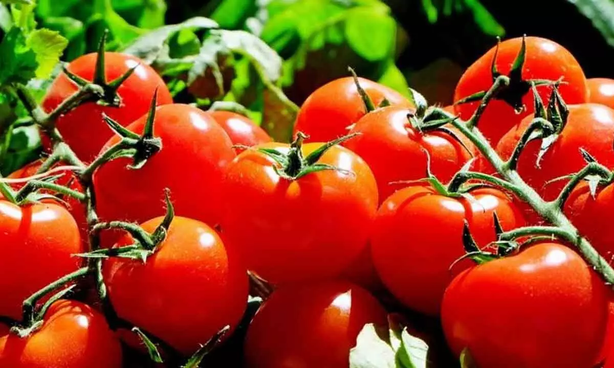 Tomato prices sees a drastic fall in Annamayya district due to high yields
