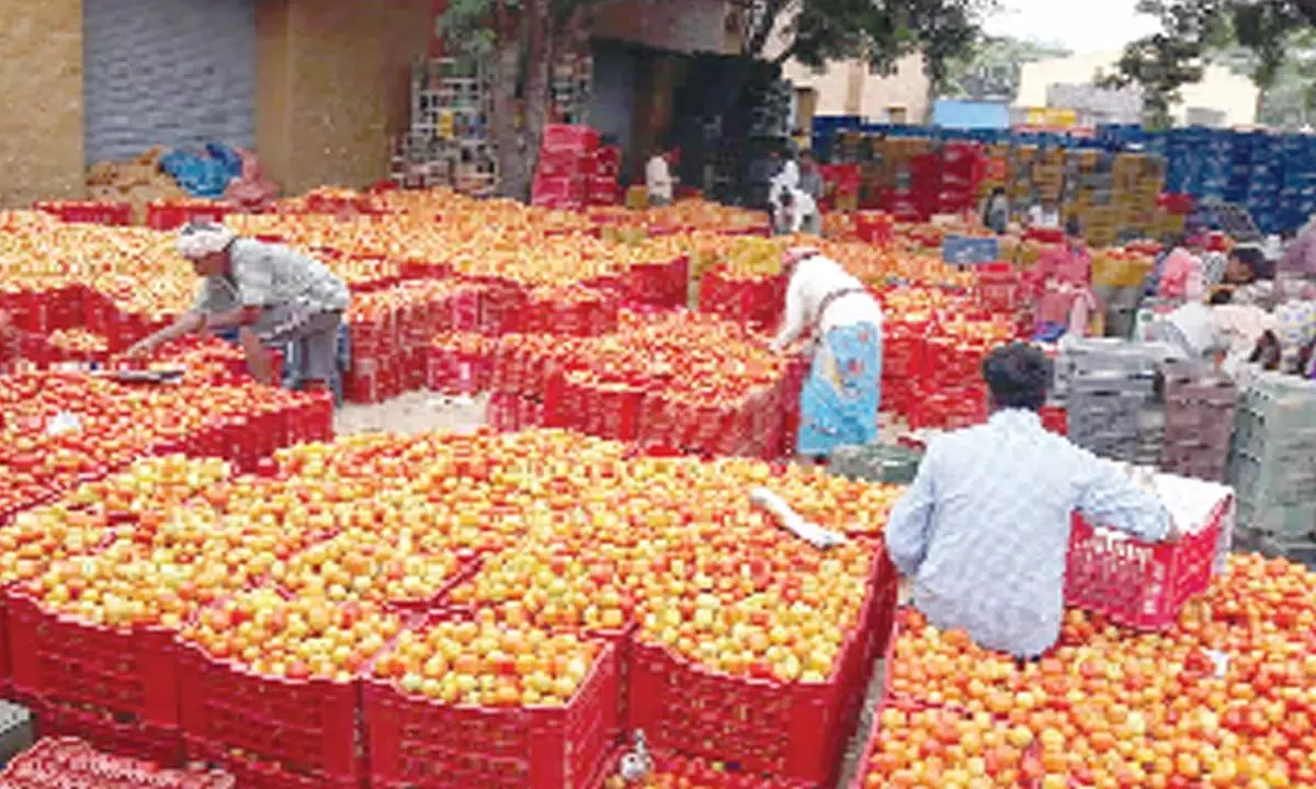 Banned jackpot system, higher cuts to middlemen hit tomato farmers