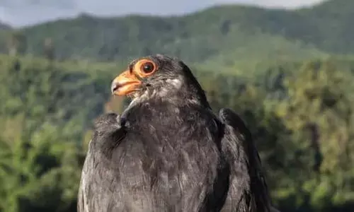 Amur falcons undertake a yearly journey of about 20,000 km. (