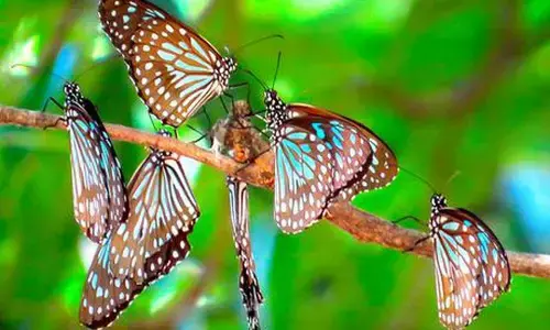 Butterfly survey: Five new butterfly families detected