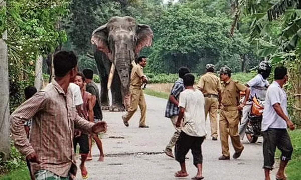 Six districts of Karnataka face human-elephant confrontation menace