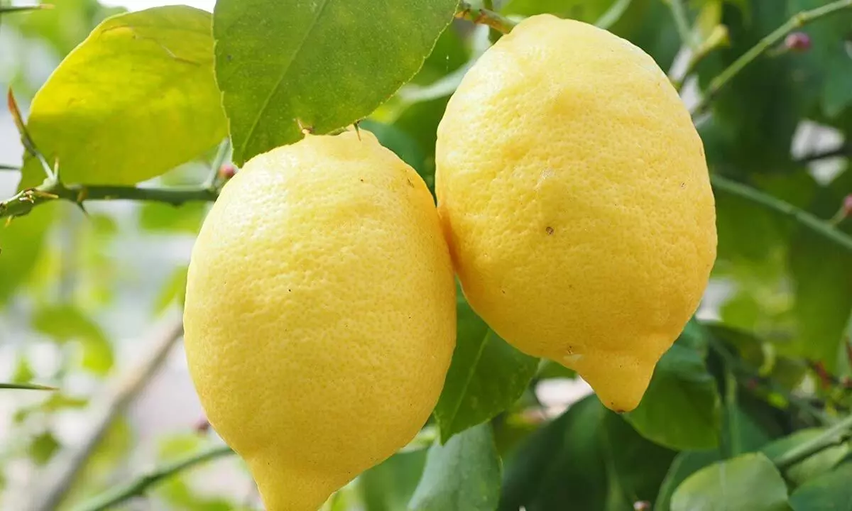 Taiwan variety lemon plant