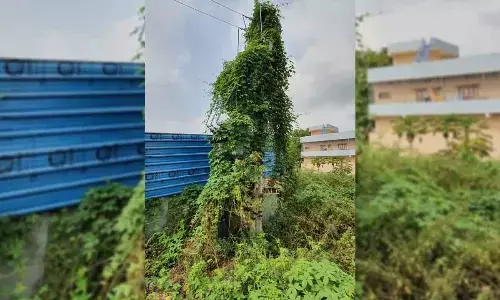 Power cables hanging loose on a tree