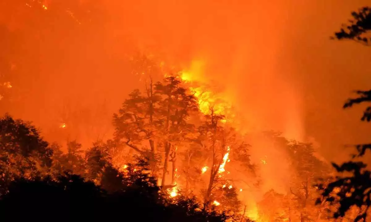 Massive forest fire ravages 3,600 hectares of land in Chile