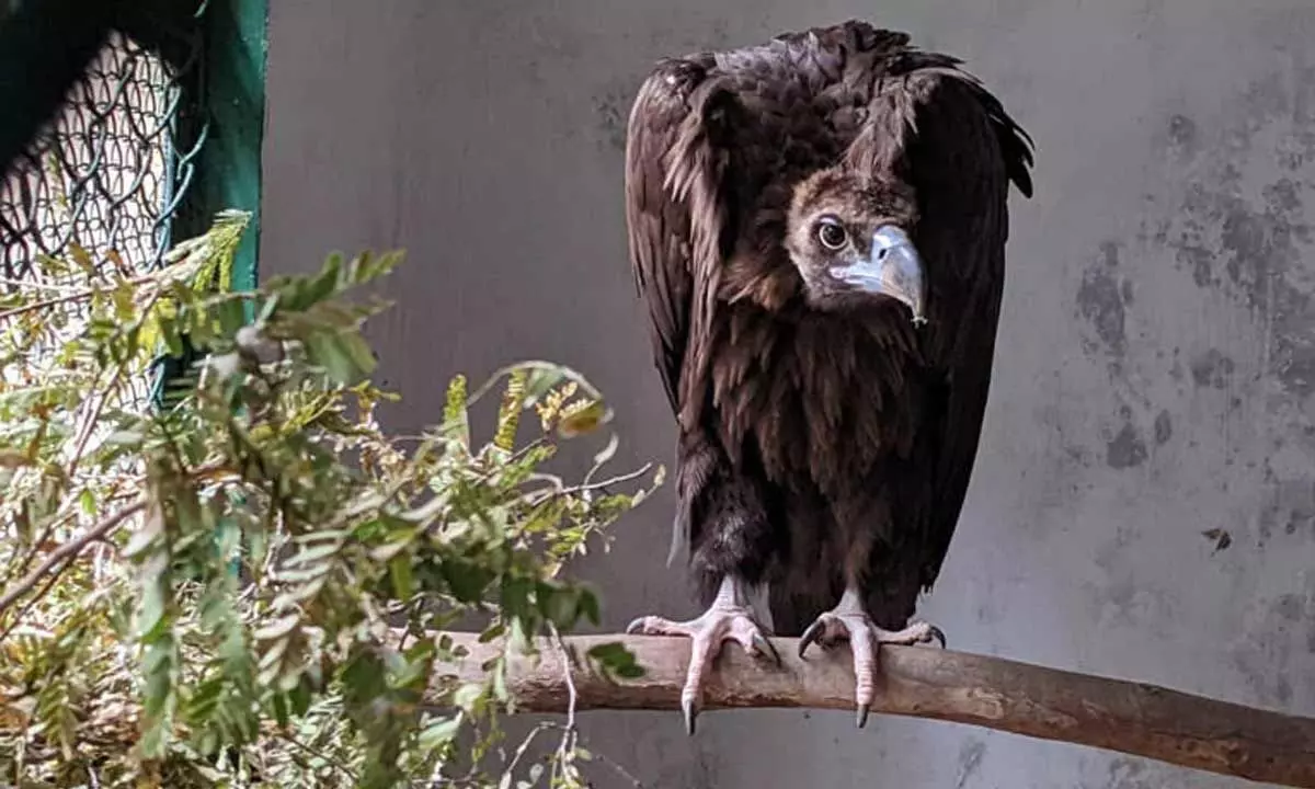 Injured Vulture Found in Southern India, is back to the Wild, from the Captive Care of 5 Years