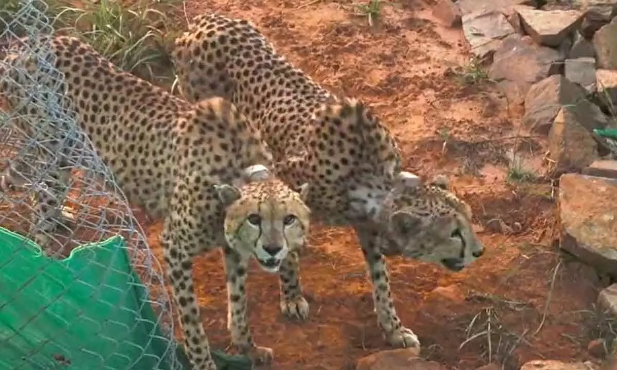 The cheetahs - Freddie and Elton - were the first pair to be released into the larger enclosure on November 5