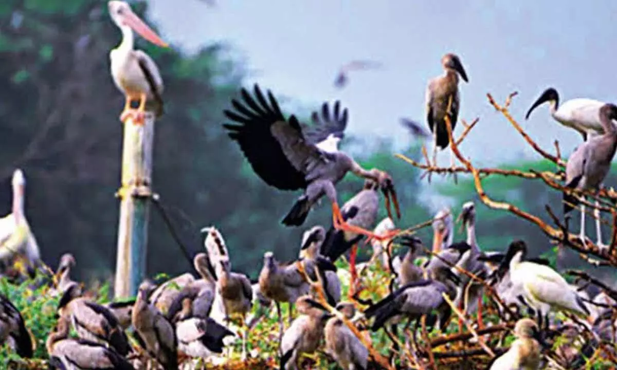 Veerapuram birds sanctuary