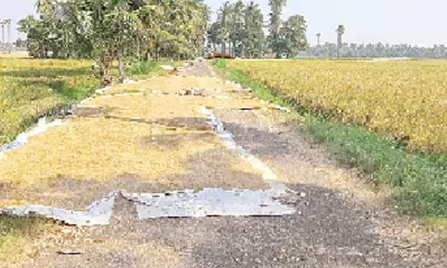 Farmers harvesting paddy at Angara village of Kapileswarapuram mandal in Dr BR Ambedkar Konaseema district on Monday