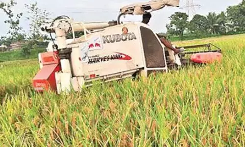 Paddy harvesting with a harvester in Bikkavolu mandal