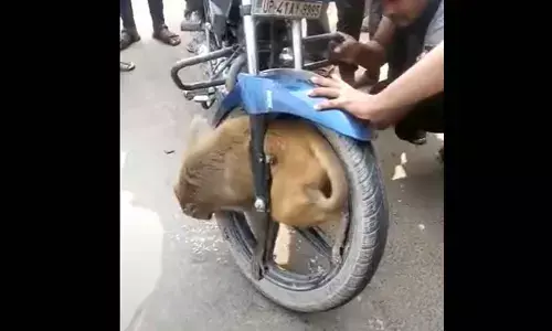 Watch The Trending Monkey Getting Stuck In Front Wheel Of Speeding Bike In Uttar Pradesh