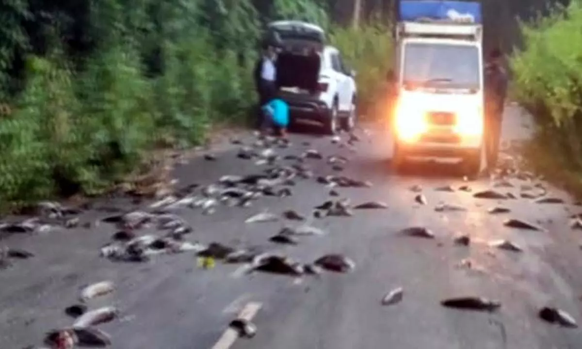 Lorry carrying fishes overturned in West Godavari, creates hurdles to motorists