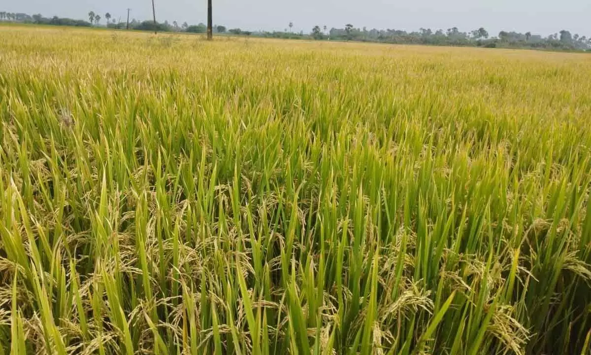 Paddy ready to harvest in Krishna district