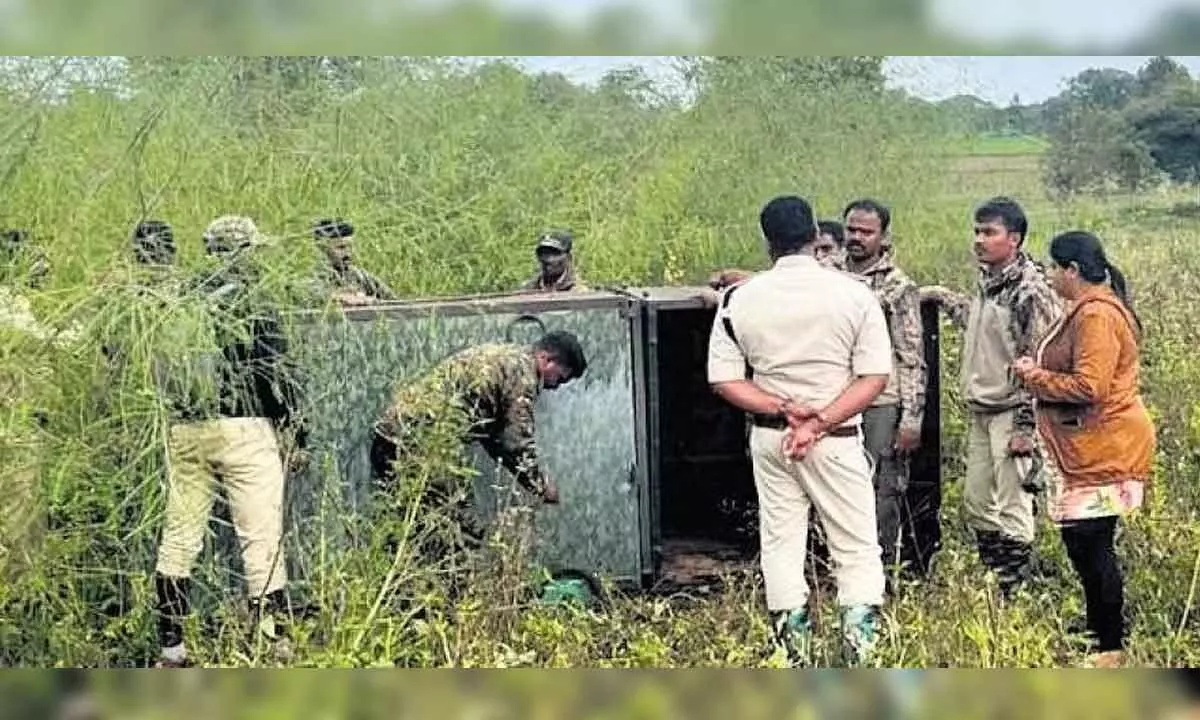 Foresters set up a cage to trap the cubs of the tigress