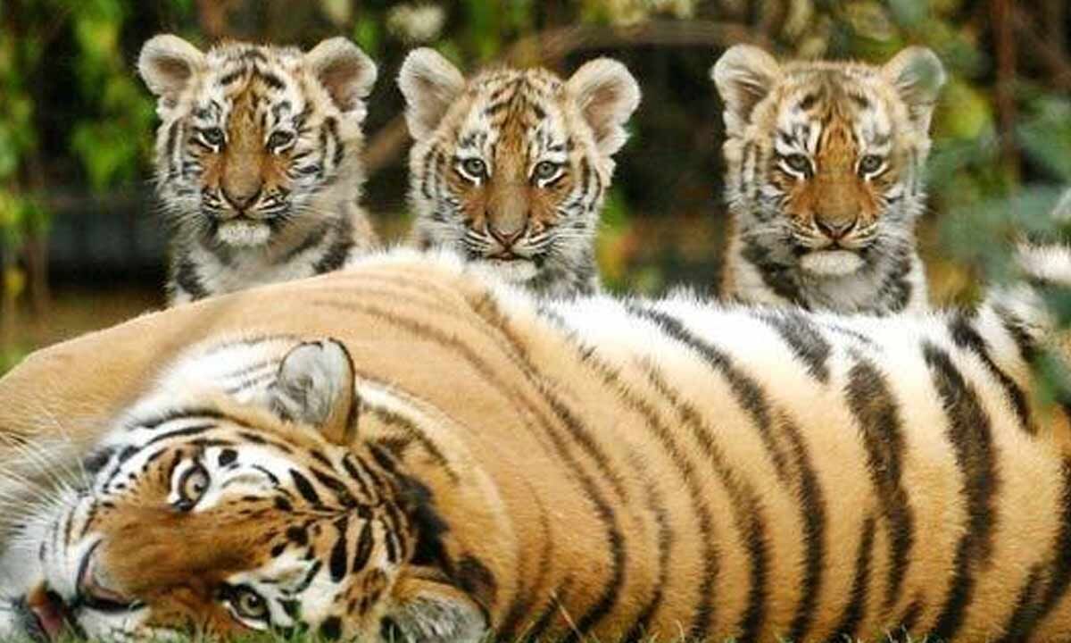 Tiger with 3 cubs spotted in Adilabad