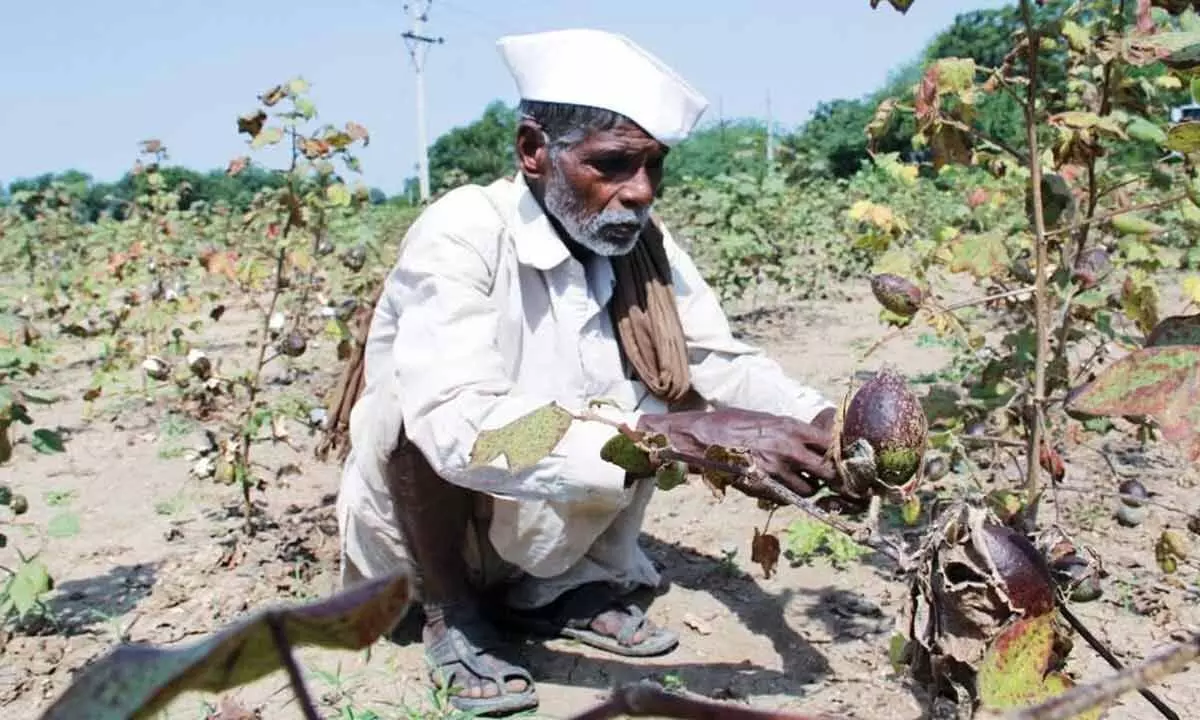 Is Bt cotton a success in India?
