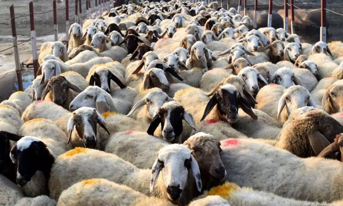 FGG raises pitch for mid-term appraisal of State sheep scheme