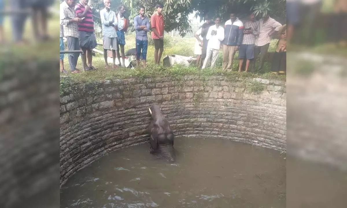An elephant being rescued by Chittoor forests guards on Tuesday