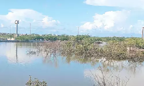 Mangroves in Kakinada