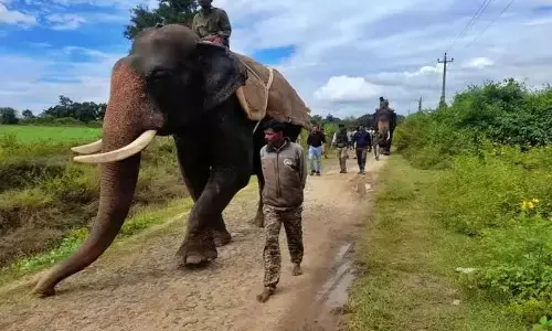 Forest dept launches combing operation to track missing tiger cubs
