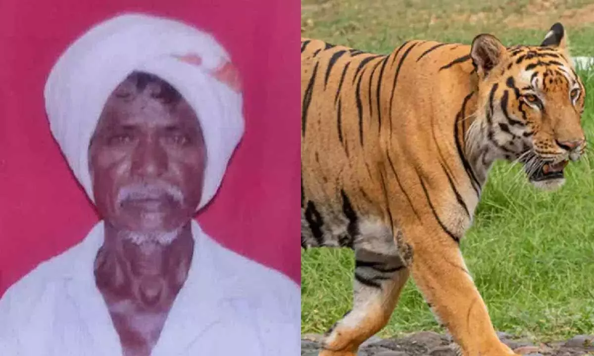 Farmer killed in Asifabad, tiger attack suspected
