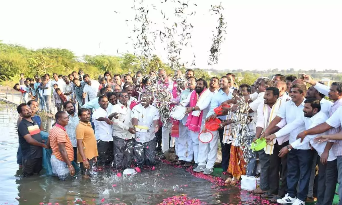 Minister Srinivas Goud releasing fishlings into Hemasamudram pond in Ibrahimbad village in Hanwada mandal on Thursday