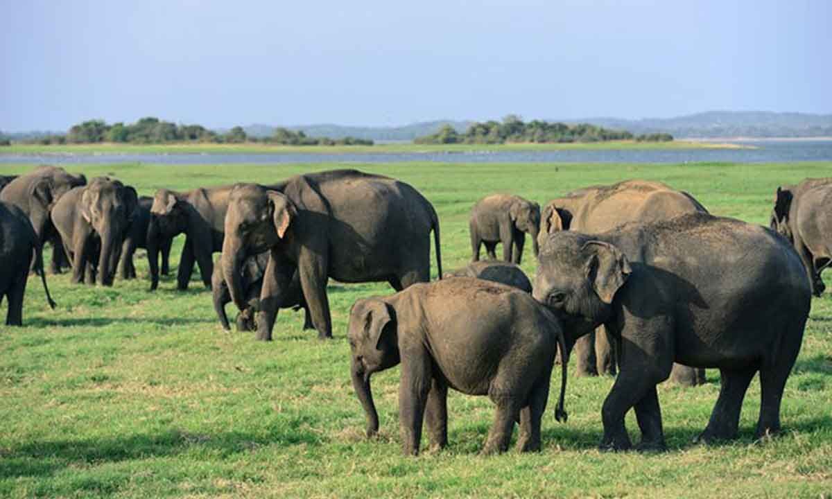 Sri Lanka to conduct elephant census in 2023