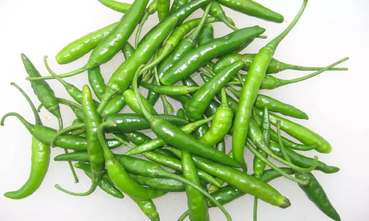 Green chilies is a beneficial for almost every organ in our body. And green chilies also help in burning the fat and they also serve as a super food, for you, when it comes to your heart as well as skin health. ‘