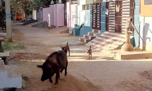Pigs roam in streets for leftover food in Nellore