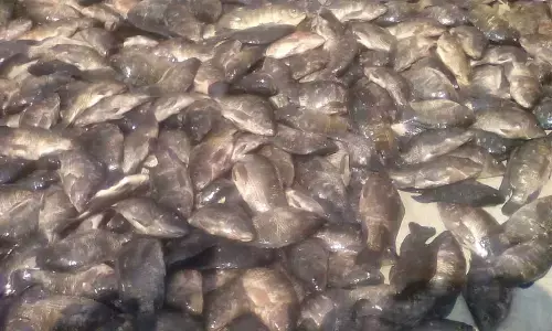 Aqua farming booming in Krishna district