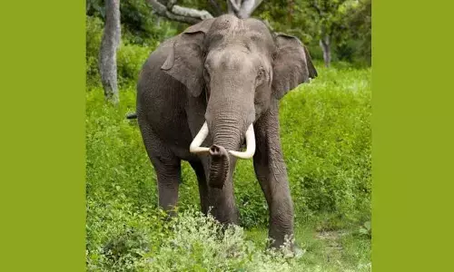 Killer wild tusker eludes special teams for second day