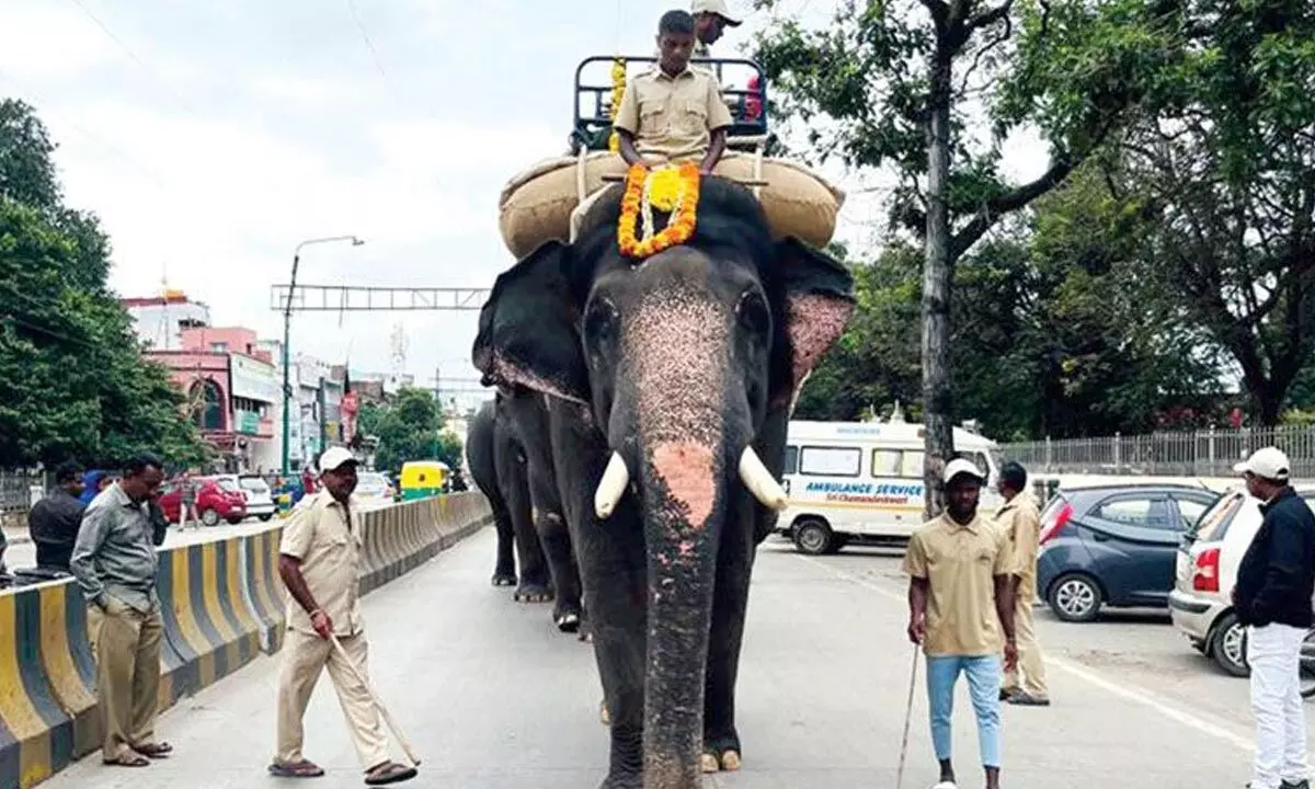Dasara elephant Gopalaswamy succumbs to injuries