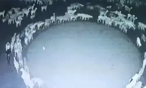 Chinese media reported that the sheep were walking in circle for 12 days.