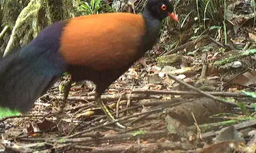 Researchers had tried to locate the pigeon in 2019 as well, but failed.